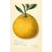Citrus paradisi Natsumikan - Amanda Almira Newton — widok dzieła