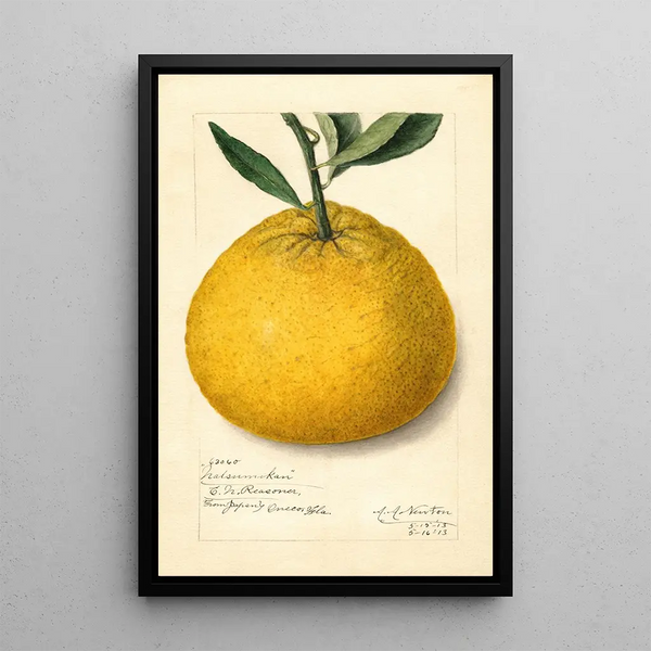 Citrus paradisi Natsumikan - Amanda Almira Newton — oprawiony obraz na ścianie