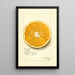 Reprodukcja obrazu Citrus paradisi Navel - Amanda Almira Newton
