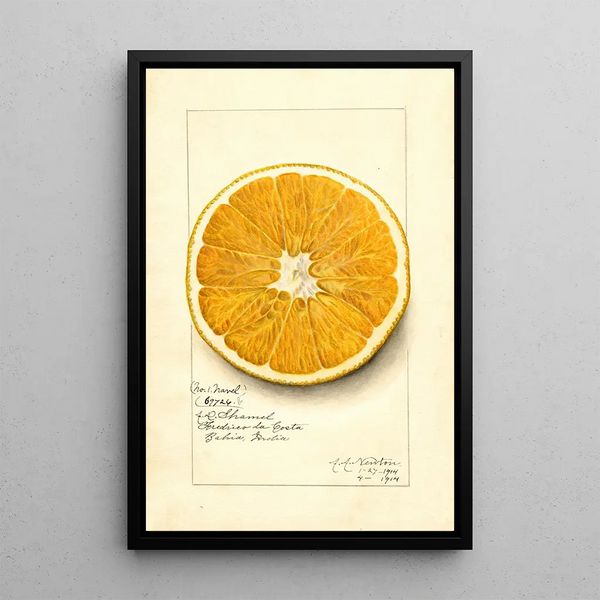 Reprodukcja obrazu Citrus paradisi Navel - Amanda Almira Newton