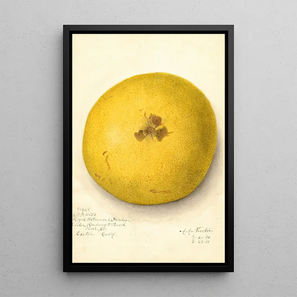 Citrus paradisi - Amanda Almira Newton — oprawiony obraz na ścianie