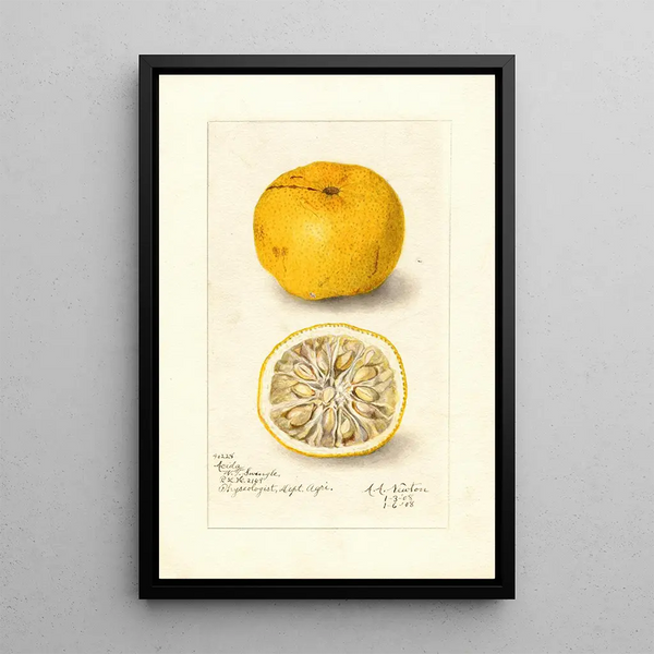 Reprodukcja obrazu Citrus sinensis Acida - Amanda Almira Newton