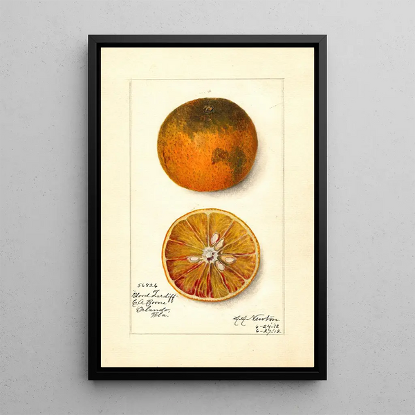 Reprodukcja obrazu Citrus sinensis Blood Tardiff - Amanda Almira Newton