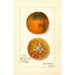 Reprodukcja obrazu Citrus sinensis Blood Tardiff - Amanda Almira Newton