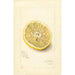 Citrus sinensis Ichang - Amanda Almira Newton — widok dzieła