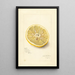 Citrus sinensis Ichang - Amanda Almira Newton — oprawiony obraz na ścianie