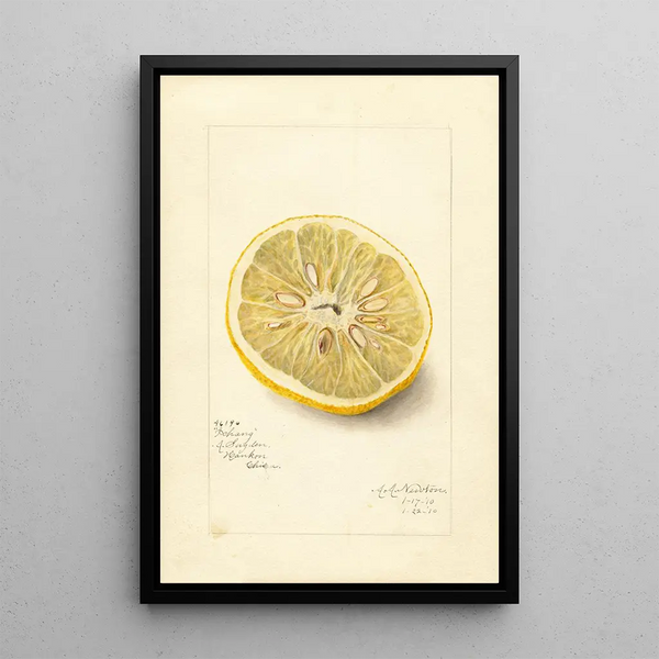 Citrus sinensis Ichang - Amanda Almira Newton — oprawiony obraz na ścianie