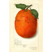 Citrus sinensis New - Amanda Almira Newton — widok dzieła
