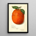 Citrus sinensis New - Amanda Almira Newton — oprawiony obraz na ścianie