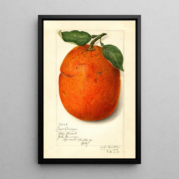 Citrus sinensis New - Amanda Almira Newton — oprawiony obraz na ścianie