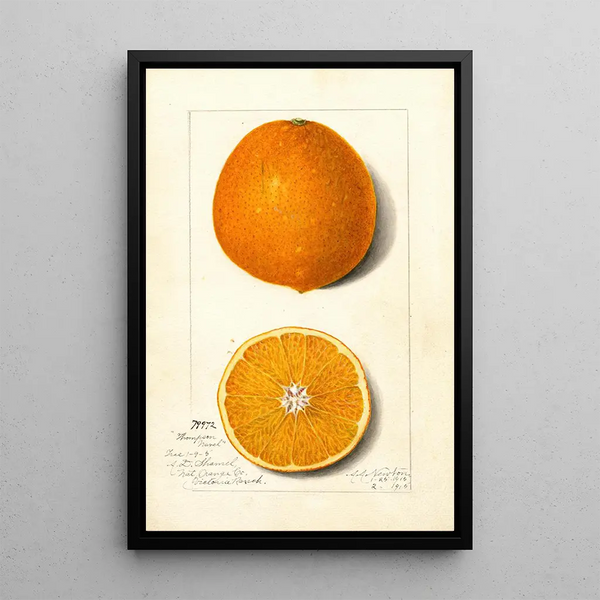 Citrus sinensis Thompson Improved Navel - Amanda Almira Newton — oprawiony obraz na ścianie