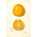 Citrus sinensis True Eureka - Amanda Almira Newton — widok dzieła