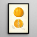 Citrus sinensis True Eureka - Amanda Almira Newton — oprawiony obraz na ścianie