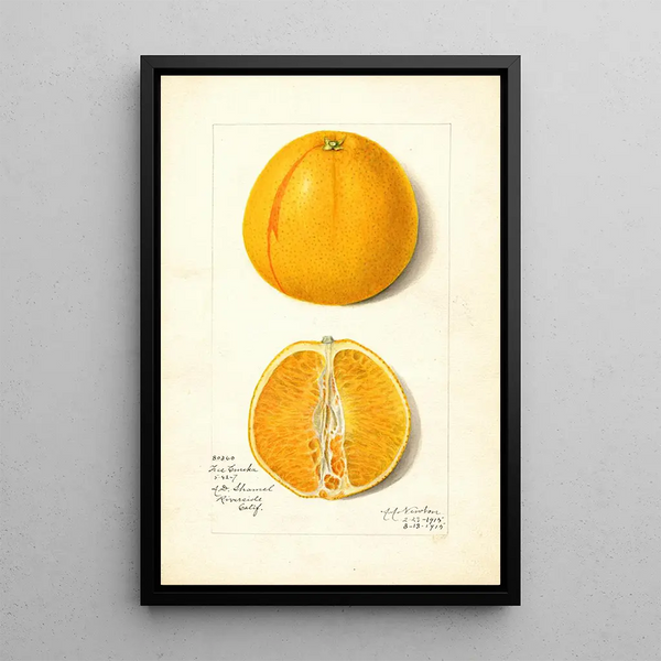 Citrus sinensis True Eureka - Amanda Almira Newton — oprawiony obraz na ścianie