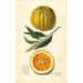 Citrus sinensis Valencia - Amanda Almira Newton — widok dzieła