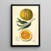 Citrus sinensis Valencia - Amanda Almira Newton — oprawiony obraz na ścianie