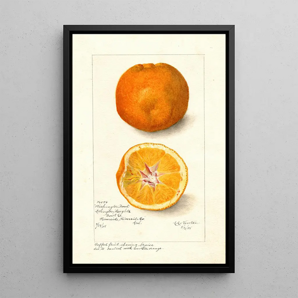 Reprodukcja obrazu Citrus sinensis Washington Navel - Amanda Almira Newton
