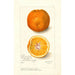 Reprodukcja obrazu Citrus sinensis Washington Navel - Amanda Almira Newton