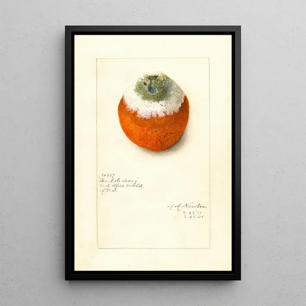 Citrus sinensis - Amanda Almira Newton — oprawiony obraz na ścianie