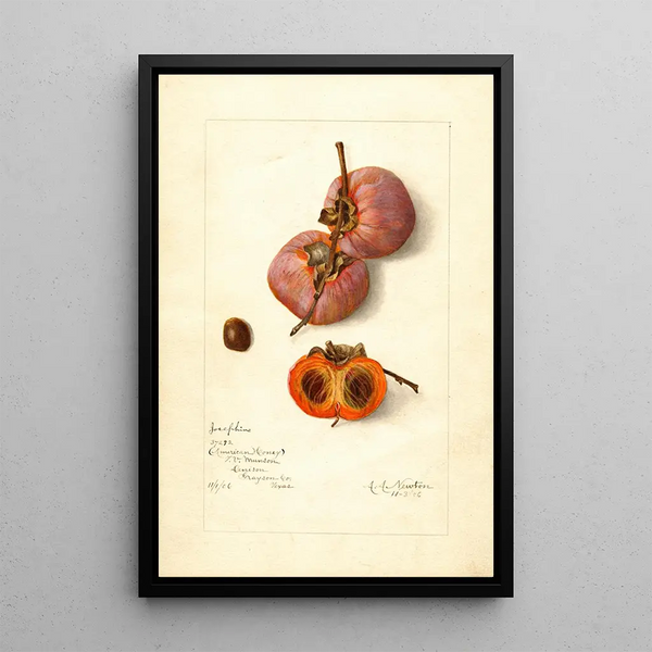 Reprodukcja obrazu Diospyros Josephine - Amanda Almira Newton