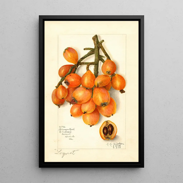 Reprodukcja obrazu Eriobotrya japonica Baronne Hall - Amanda Almira Newton