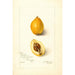 Eriobotrya japonica Premier - Amanda Almira Newton — widok dzieła
