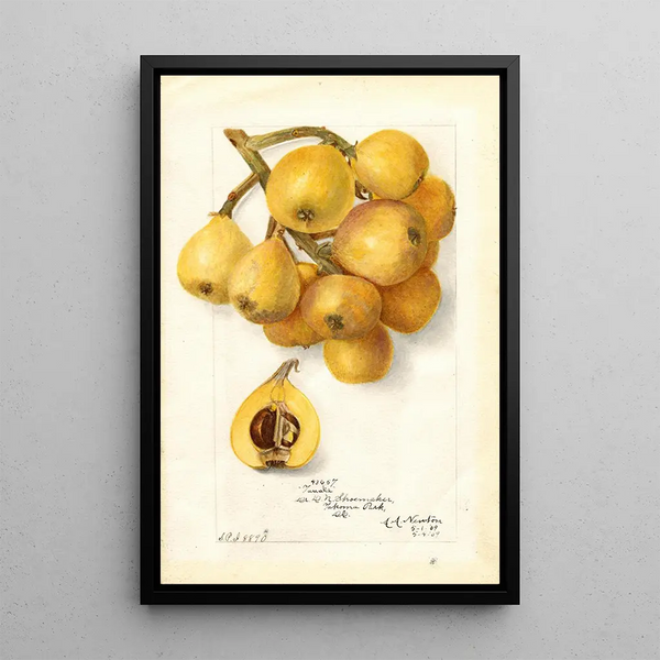 Reprodukcja obrazu Eriobotrya japonica Tanaka - Amanda Almira Newton