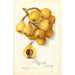 Reprodukcja obrazu Eriobotrya japonica Tanaka - Amanda Almira Newton