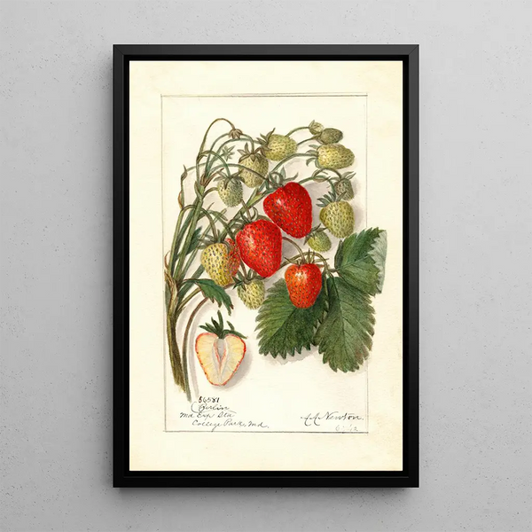 Reprodukcja obrazu Fragaria Berlin - Amanda Almira Newton