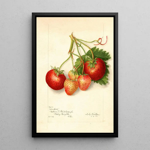 Reprodukcja obrazu Fragaria Brackett - Amanda Almira Newton