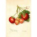 Reprodukcja obrazu Fragaria Brackett - Amanda Almira Newton