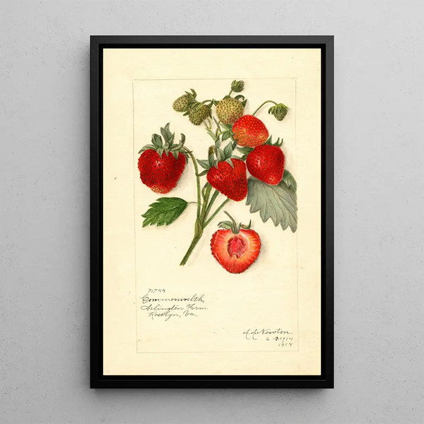 Reprodukcja obrazu Fragaria Commonwealth - Amanda Almira Newton