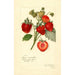 Reprodukcja obrazu Fragaria Commonwealth - Amanda Almira Newton