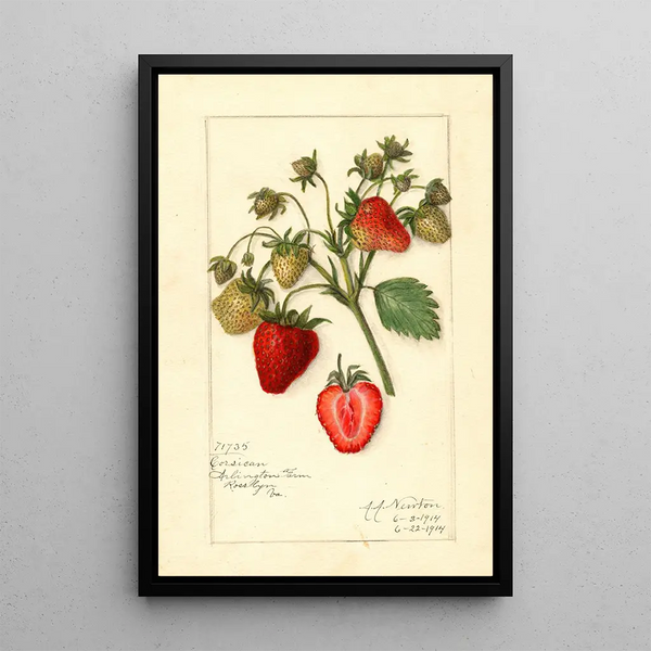 Reprodukcja obrazu Fragaria Corsican - Amanda Almira Newton