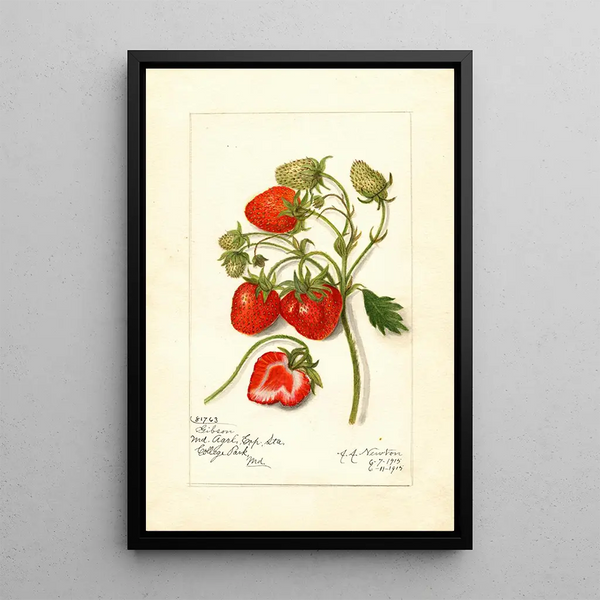 Reprodukcja obrazu Fragaria Gibson - Amanda Almira Newton