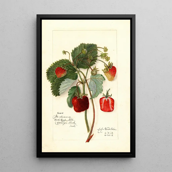 Reprodukcja obrazu Fragaria Indiana - Amanda Almira Newton