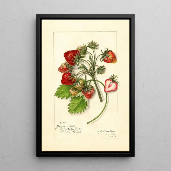 Reprodukcja obrazu Fragaria James Todd - Amanda Almira Newton