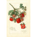 Fragaria Mrs - Amanda Almira Newton — widok dzieła