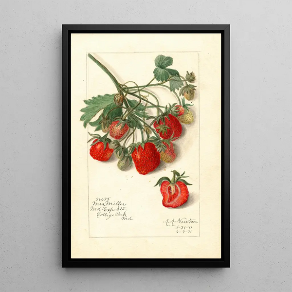 Fragaria Mrs - Amanda Almira Newton — oprawiony obraz na ścianie