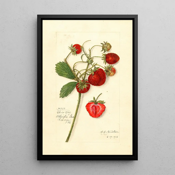 Fragaria Ohio Bay - Amanda Almira Newton — oprawiony obraz na ścianie