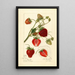 Reprodukcja obrazu Fragaria Pearl - Amanda Almira Newton