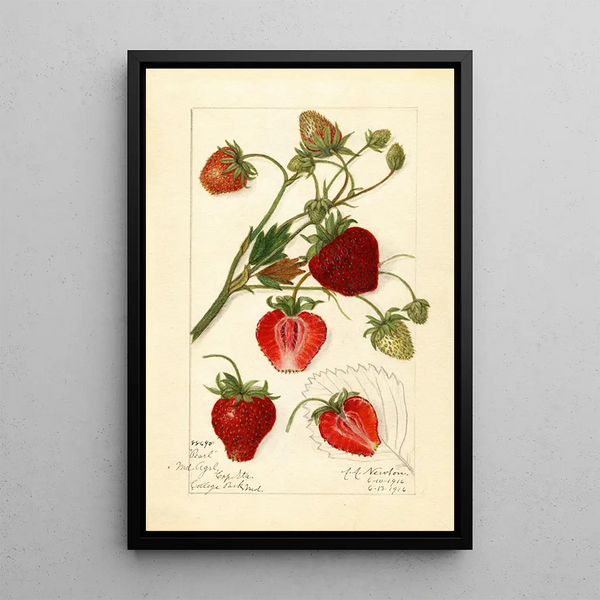 Reprodukcja obrazu Fragaria Pearl - Amanda Almira Newton