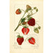 Reprodukcja obrazu Fragaria Pearl - Amanda Almira Newton