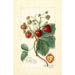 Fragaria Saunders - Amanda Almira Newton — widok dzieła
