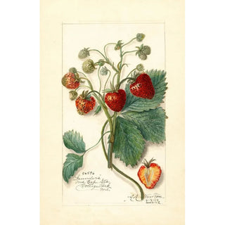 Amanda Almira Newton - Fragaria Saunders.webp