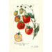 Fragaria Stephens Late Champion - Amanda Almira Newton — widok dzieła