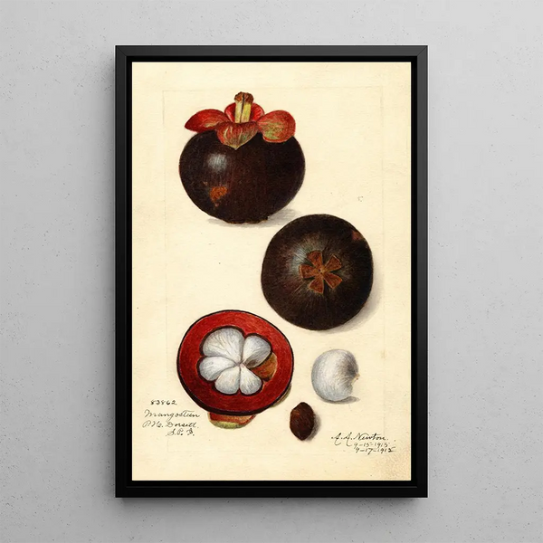 Reprodukcja obrazu Garcinia mangostana - Amanda Almira Newton