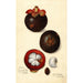 Reprodukcja obrazu Garcinia mangostana - Amanda Almira Newton