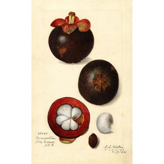 Amanda Almira Newton - Garcinia mangostana.webp