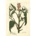 Juglans ailantifolia - Amanda Almira Newton — widok dzieła